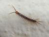 Lithobius sp.